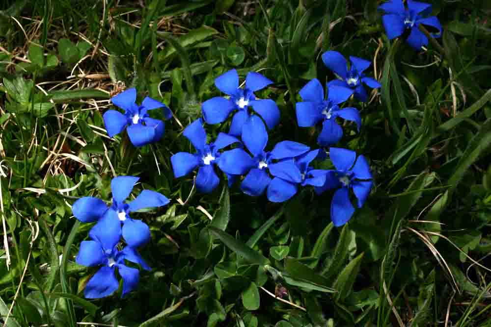 Gentiana verna / Genziana primaticcia